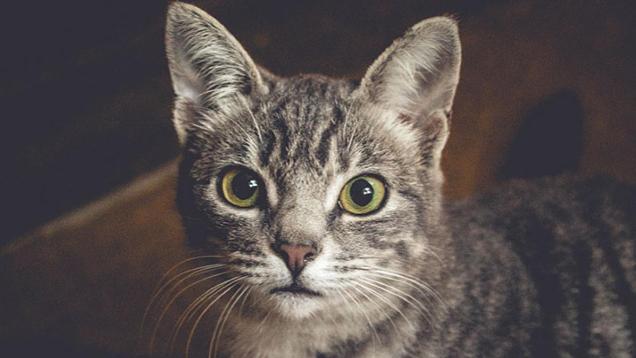 Hyperthyroidism In Cats Animal Health Topics School Of Veterinary Medicine
