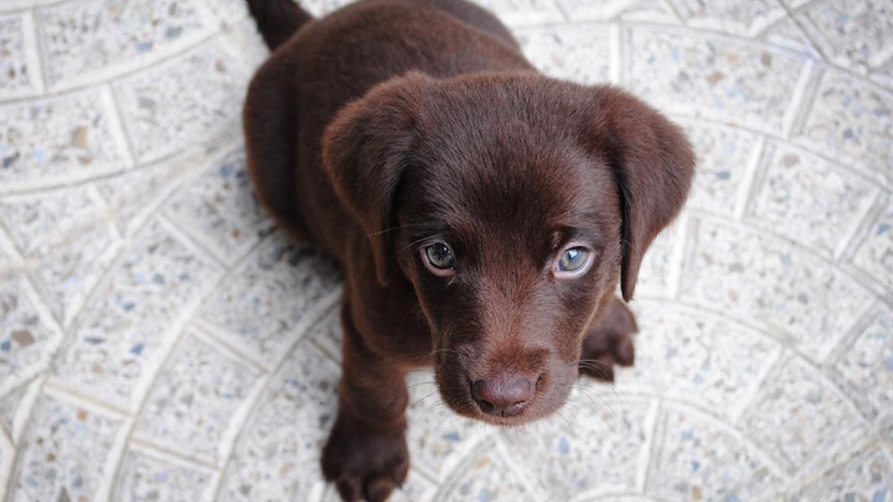 brown puppy 