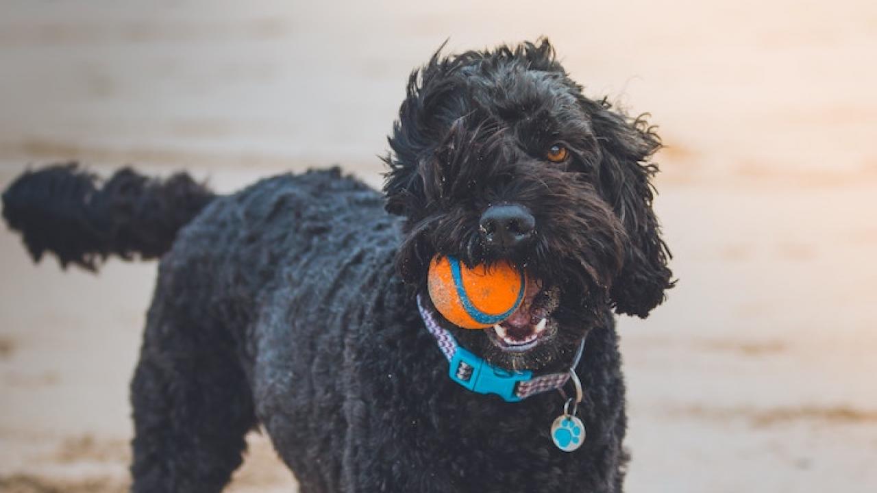 dog with ball