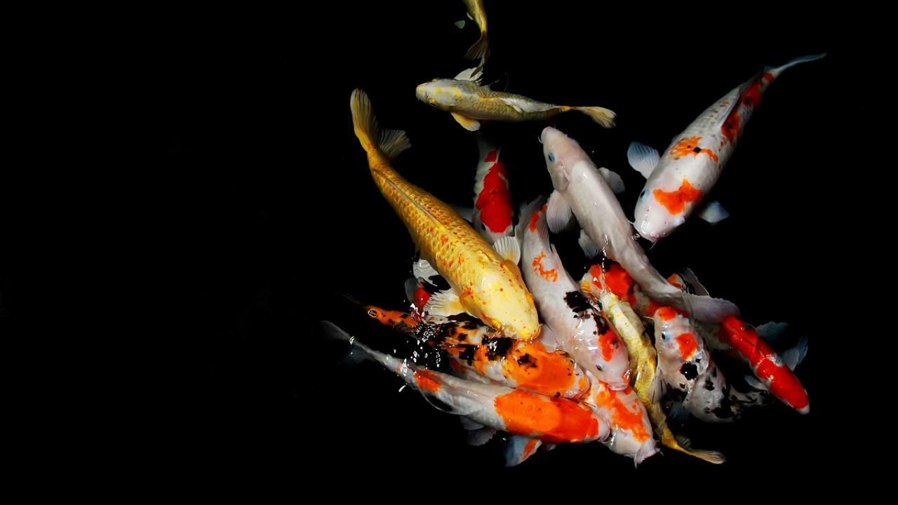koi fish