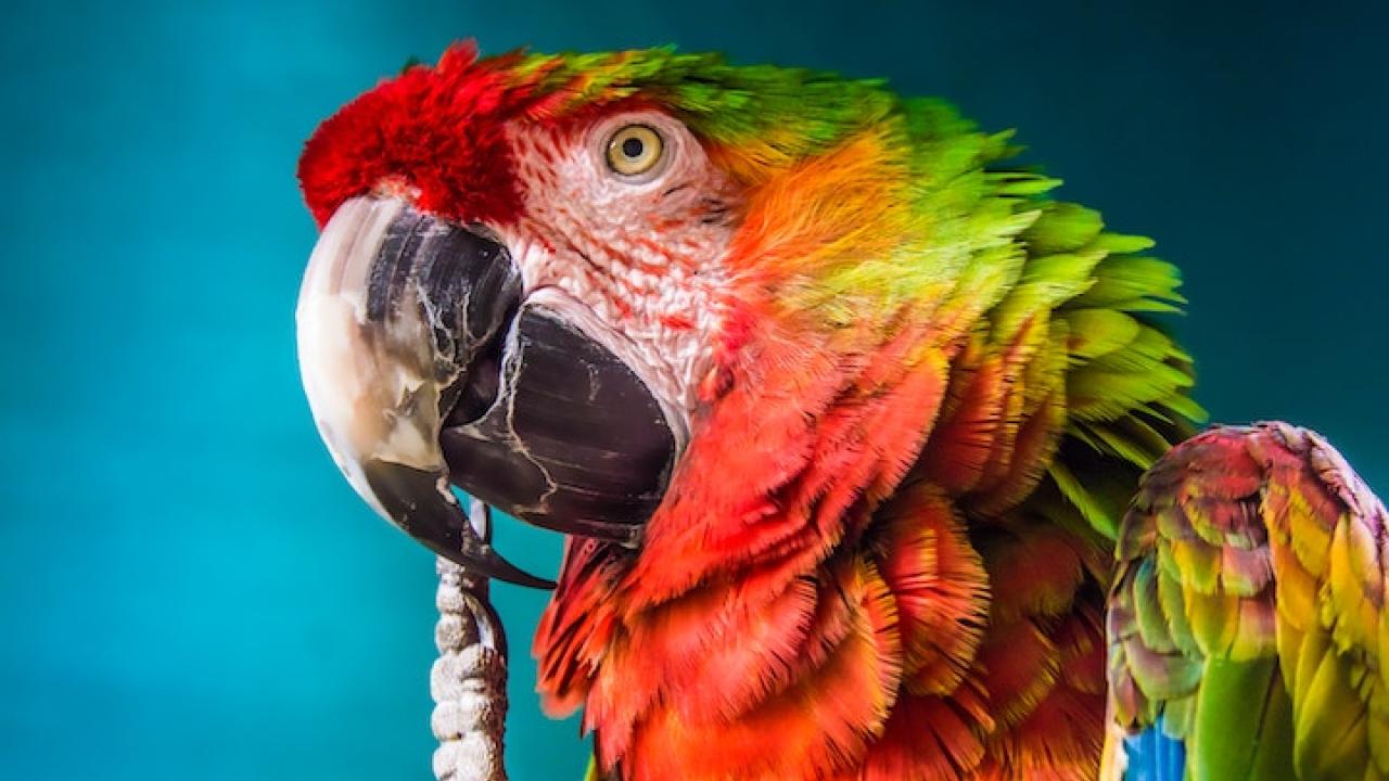Animal Health Topics School Of Veterinary Medicine Feather Picking In Parrots