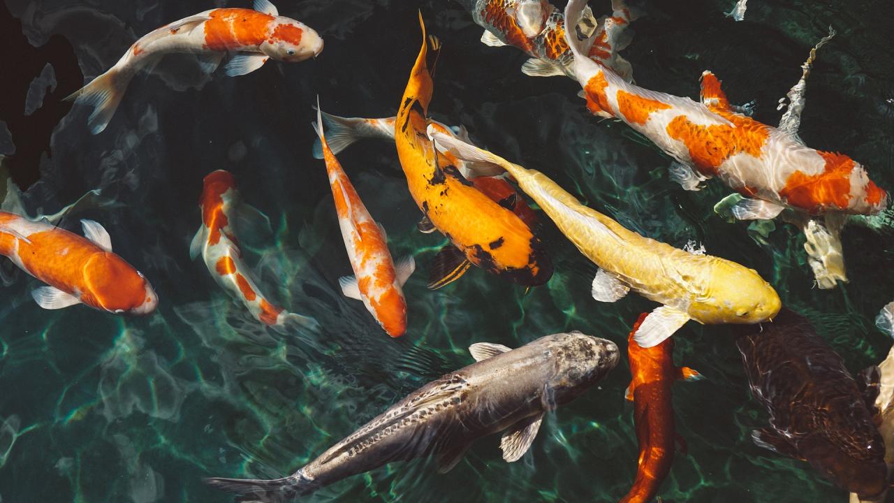 koi fish