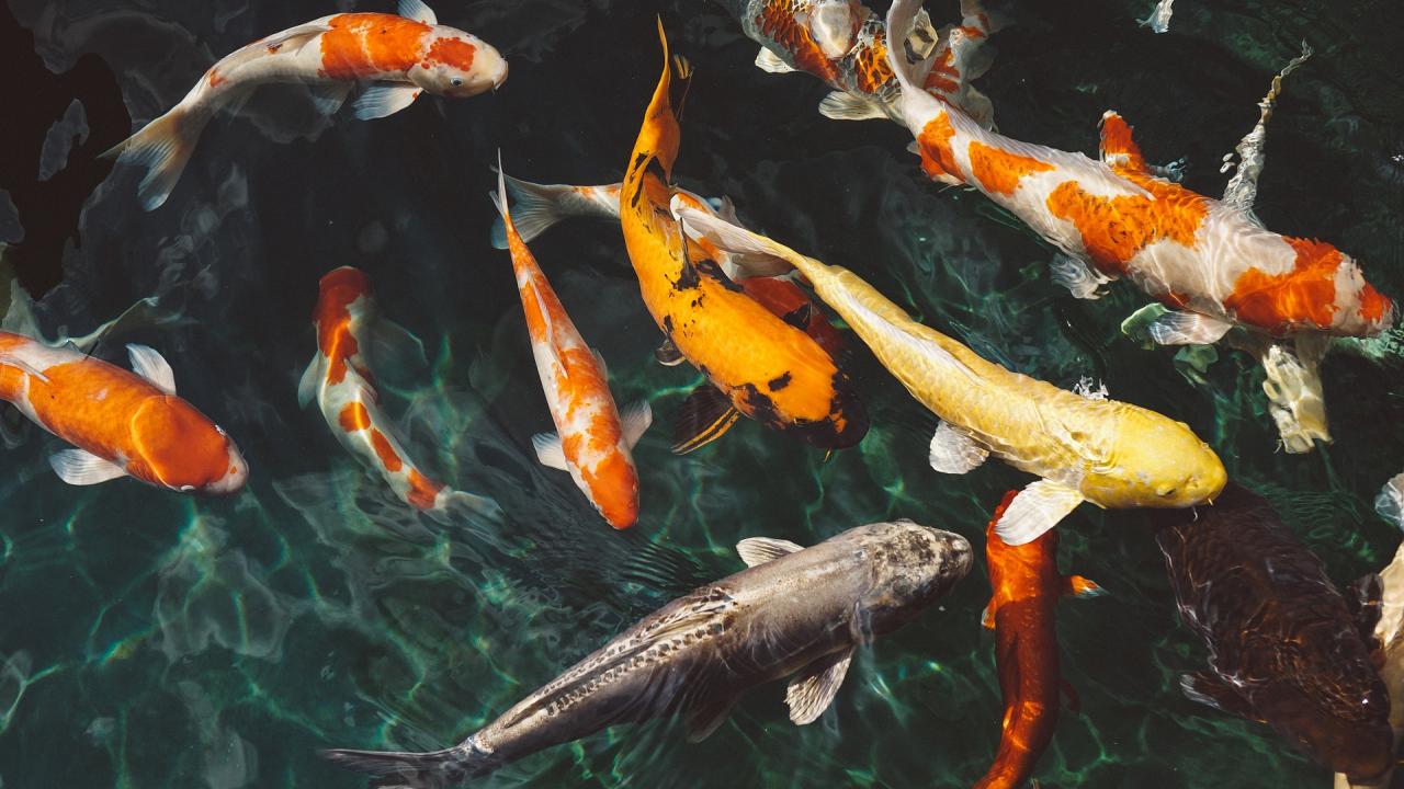 koi fish