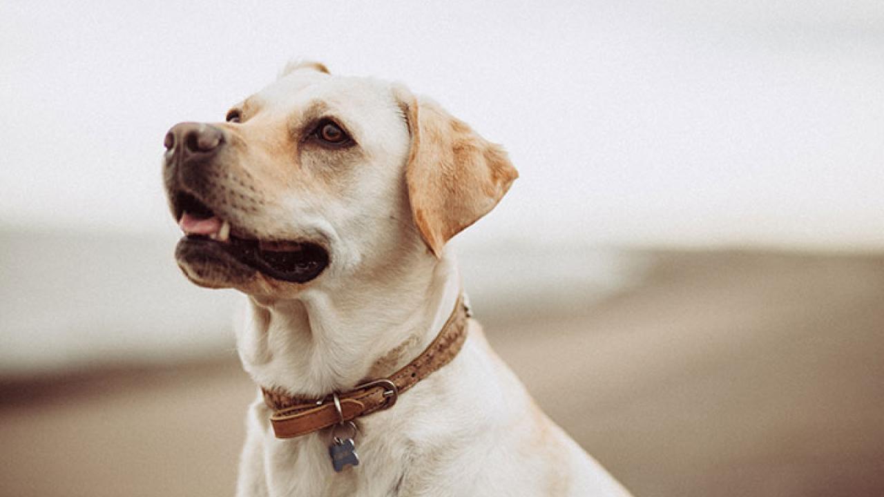 Lab at the beach