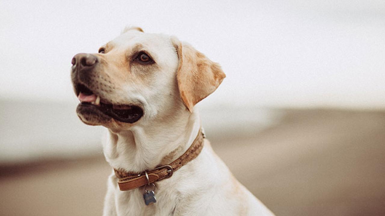 Lab at the beach