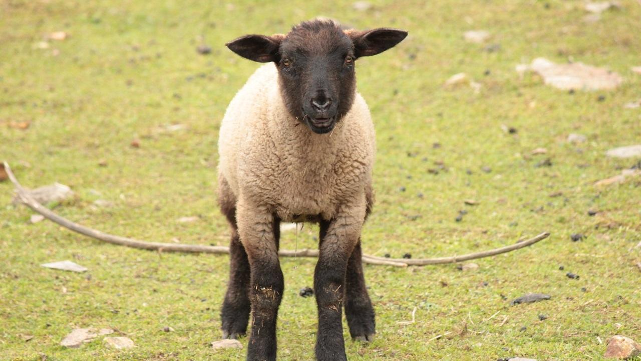 Ovine hereditary chondrodysplasia (Spider Lamb Syndrome) | Animal Health  Topics / School of Veterinary Medicine