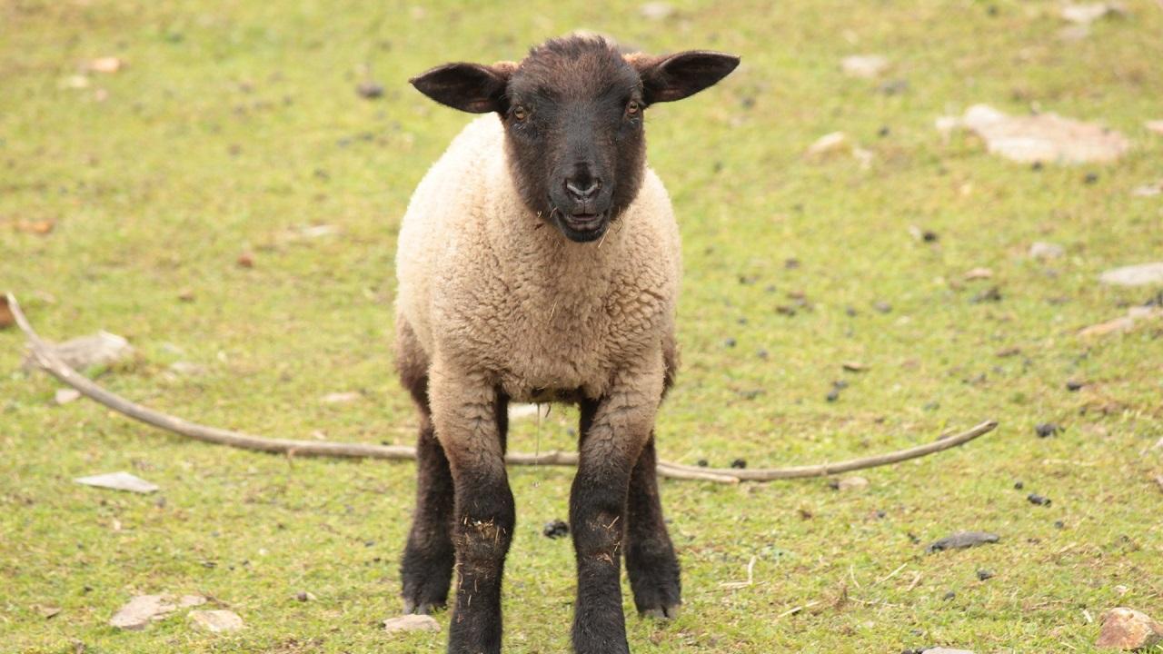 picture of a lamb standing in a field