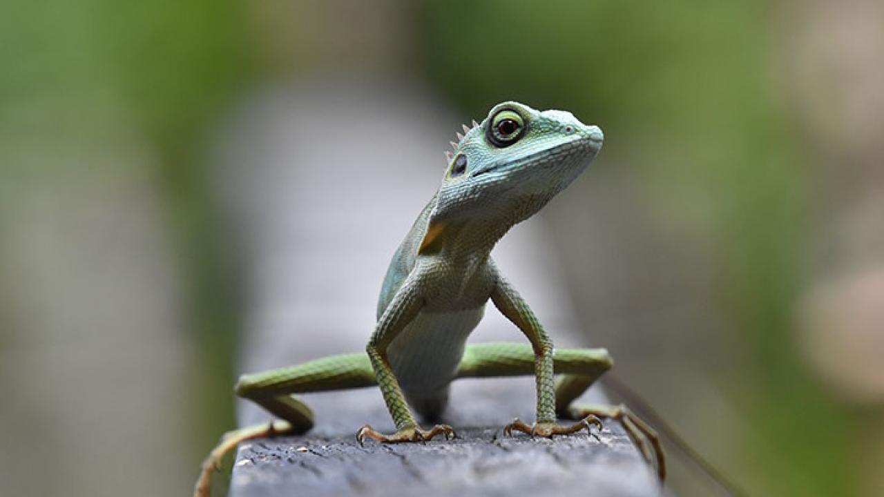 Little Green Lizard