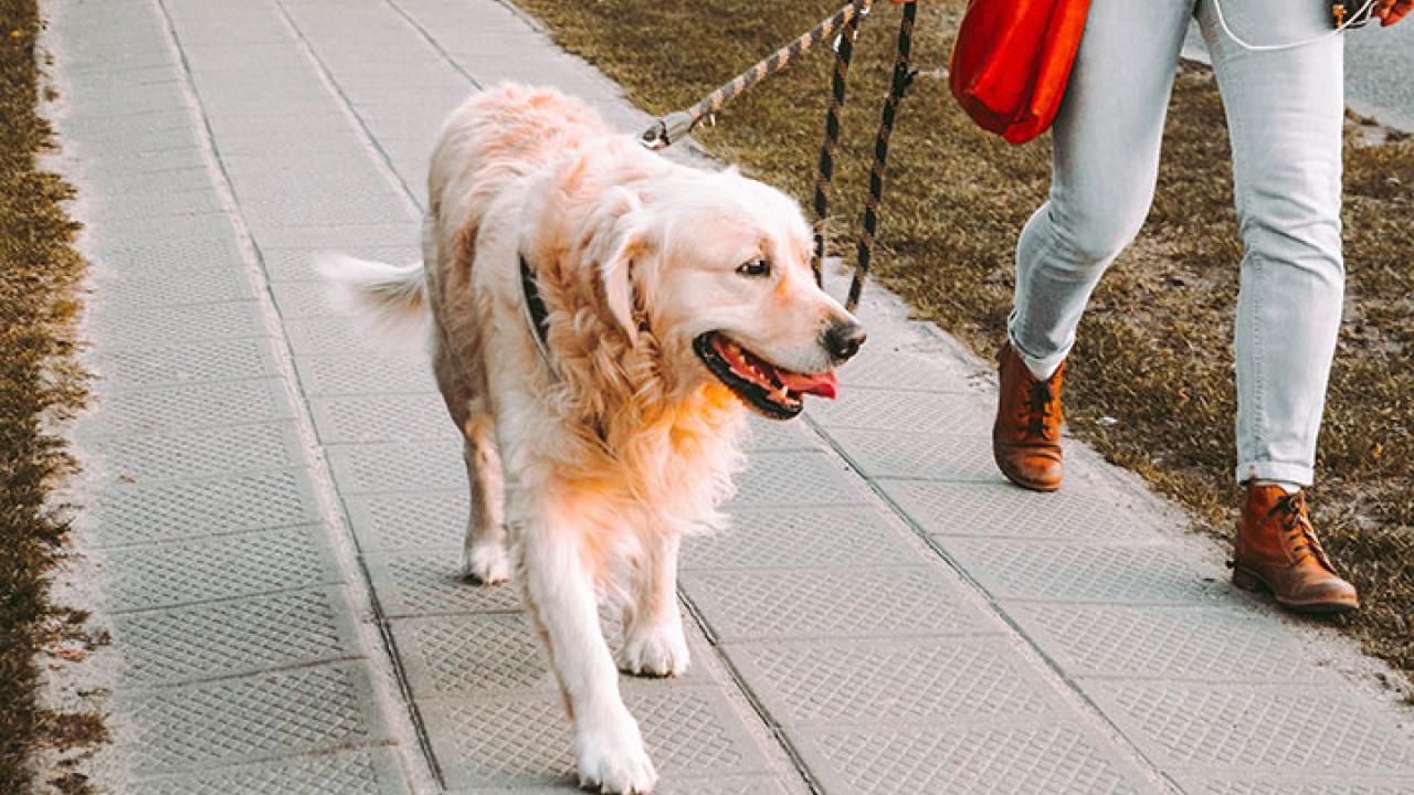 Loose Leash Walking