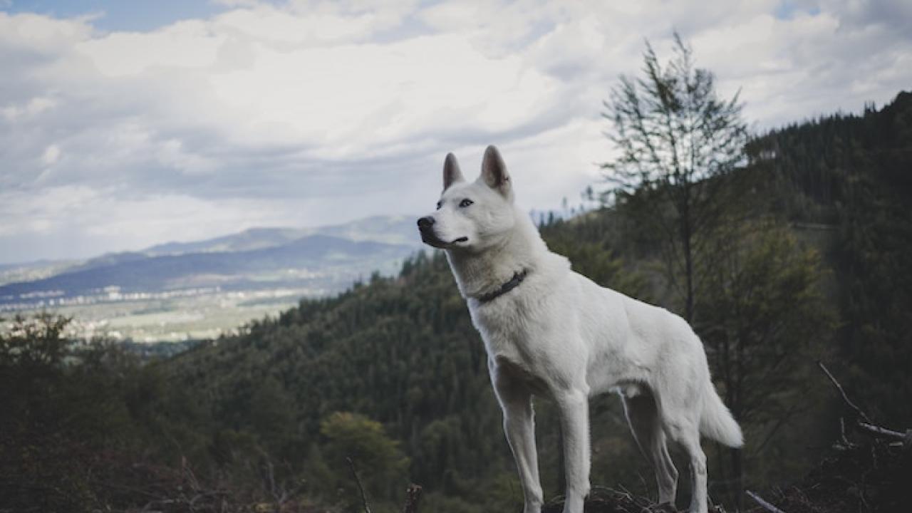 white German shepherd 