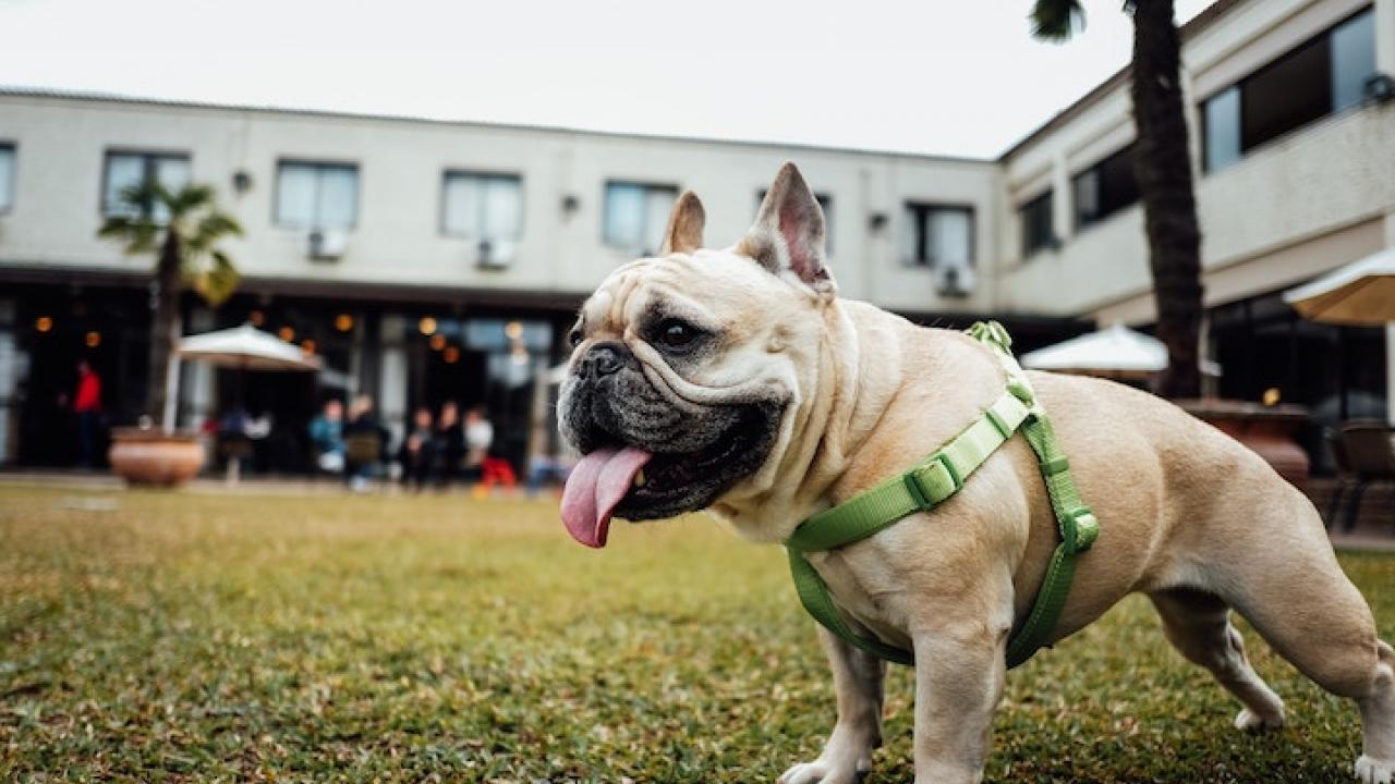 pug on leash 