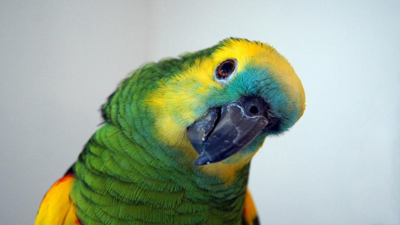 parrot