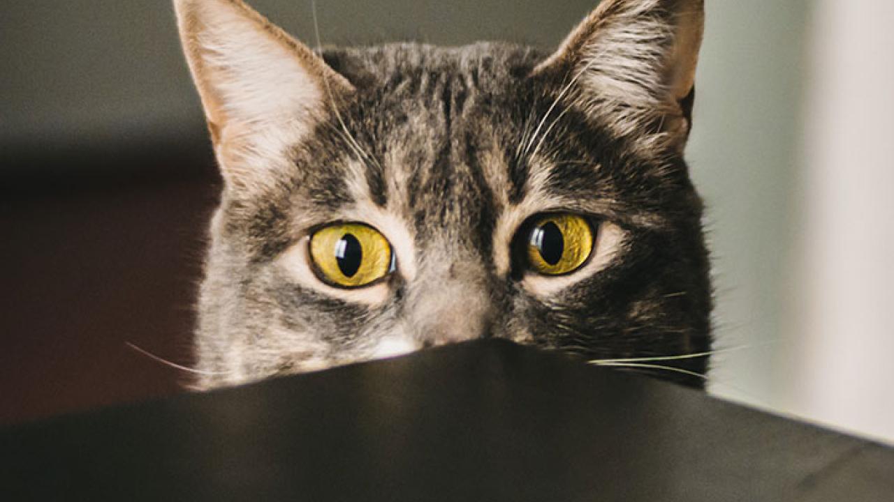 Cat looking over table