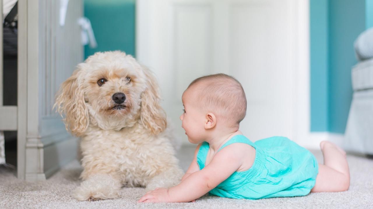 dog and baby