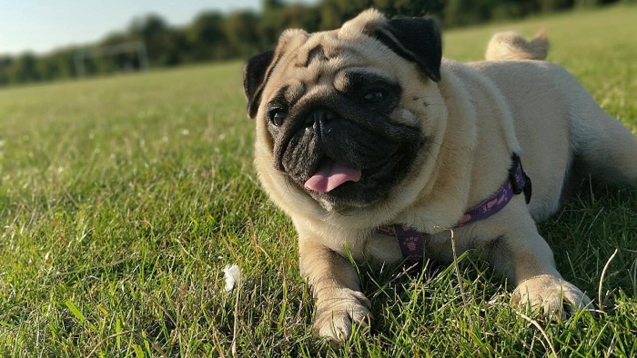 Pug lying in grass in the sun
