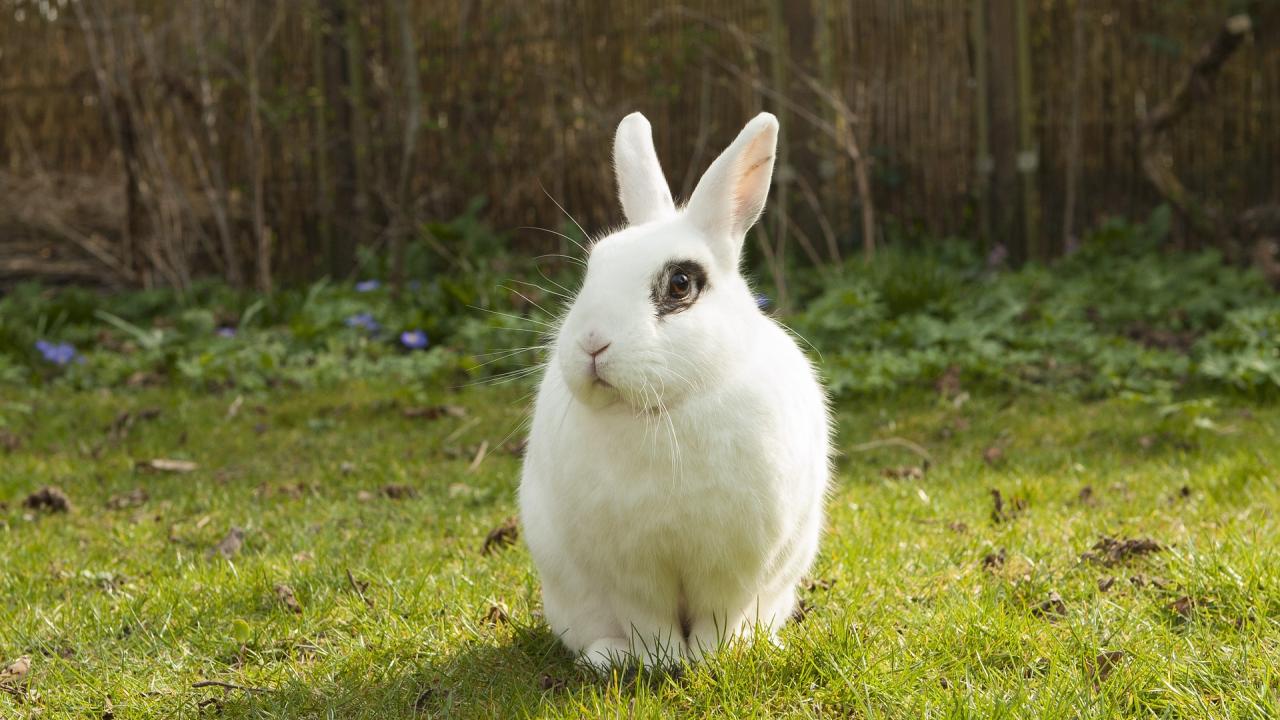 rabbit sitting on grass