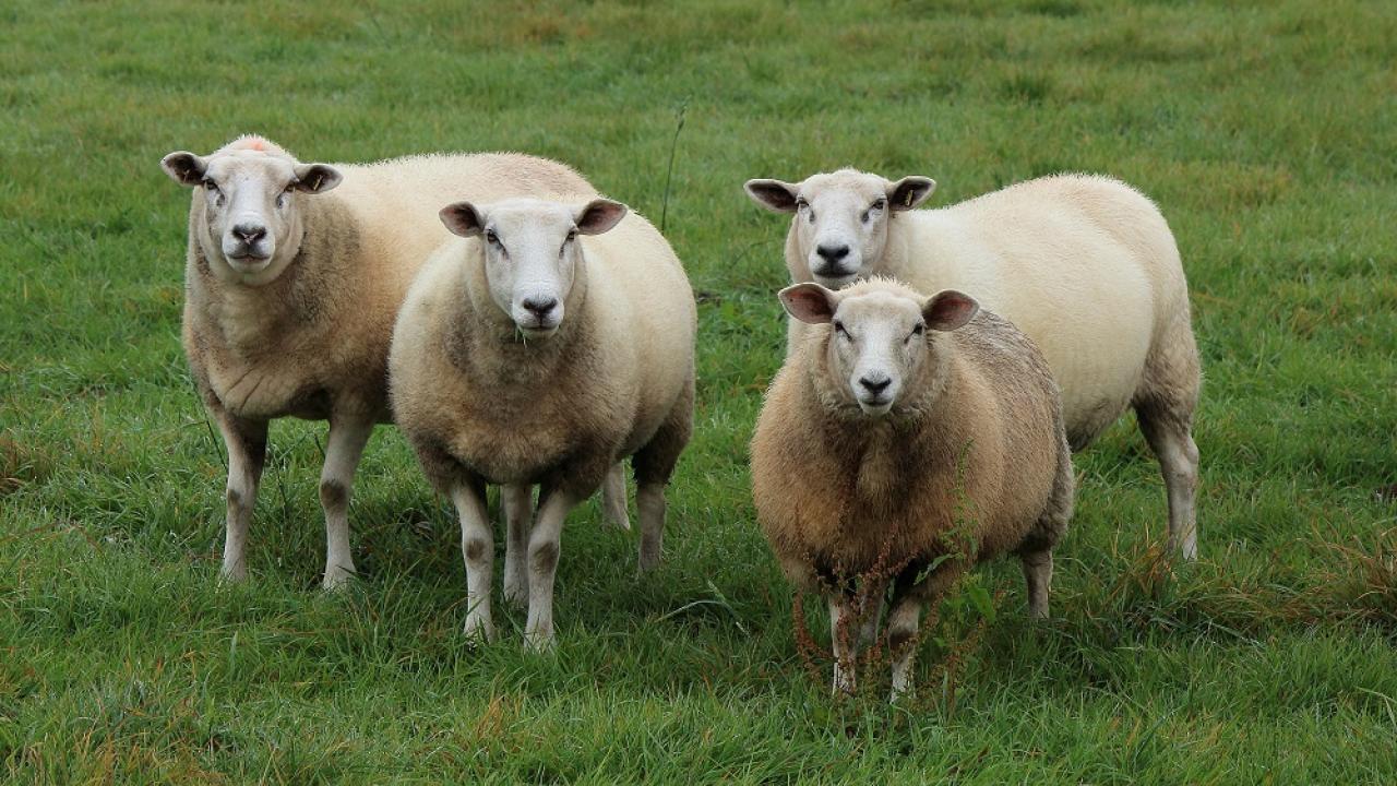 Q Fever (Coxiellosis) | Animal Health Topics / School of Veterinary Medicine