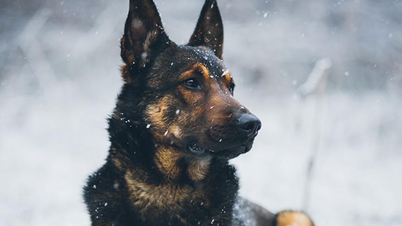 German Shepard in the snow