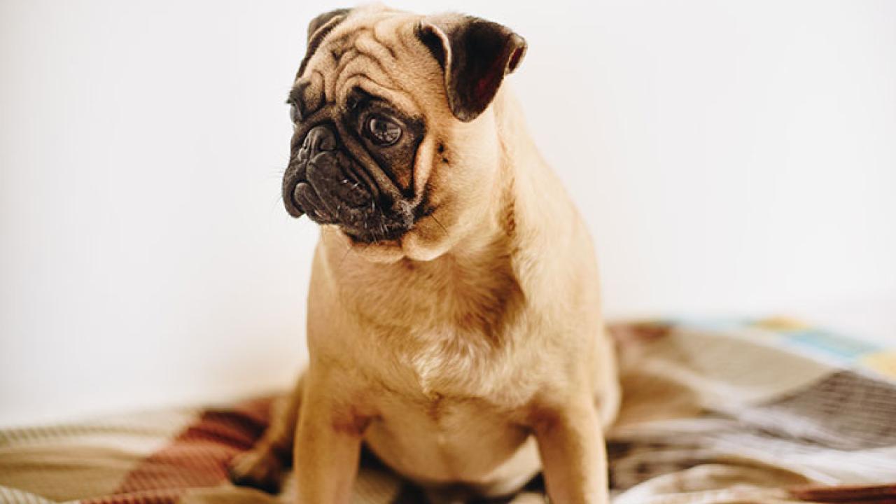 Bruce the Dog