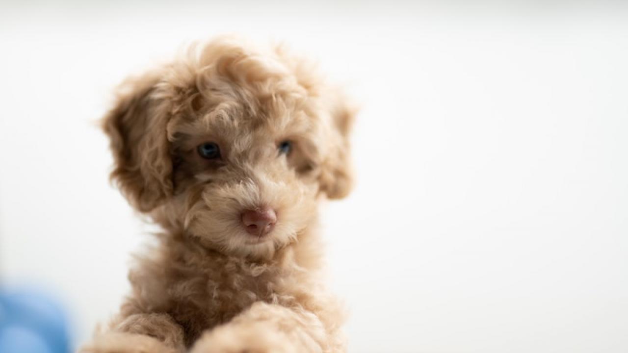 brown puppy