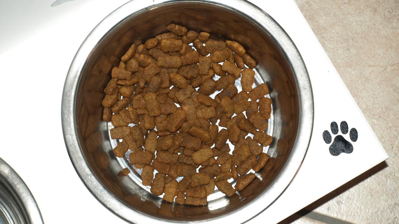dry dog food in bowl with pawprint