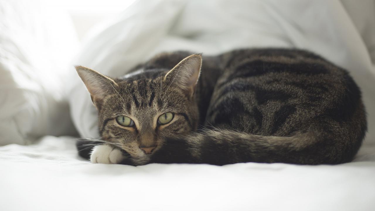 cat lying on bed