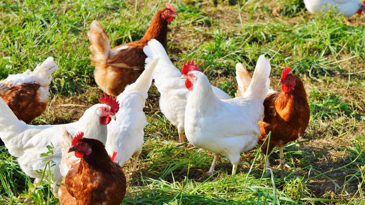 free range chickens