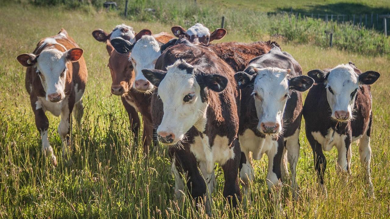 group of brown and white cattle