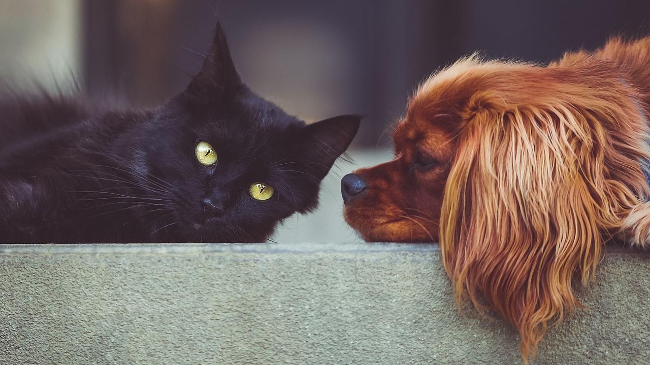 Dog and cat looking at each other