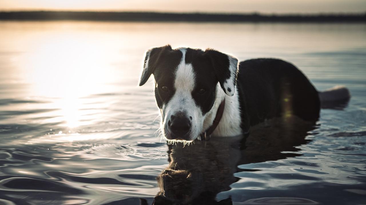 A black and white dog wading in a lake.