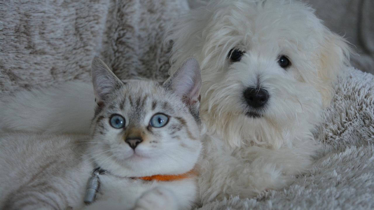 white dog and grey cat