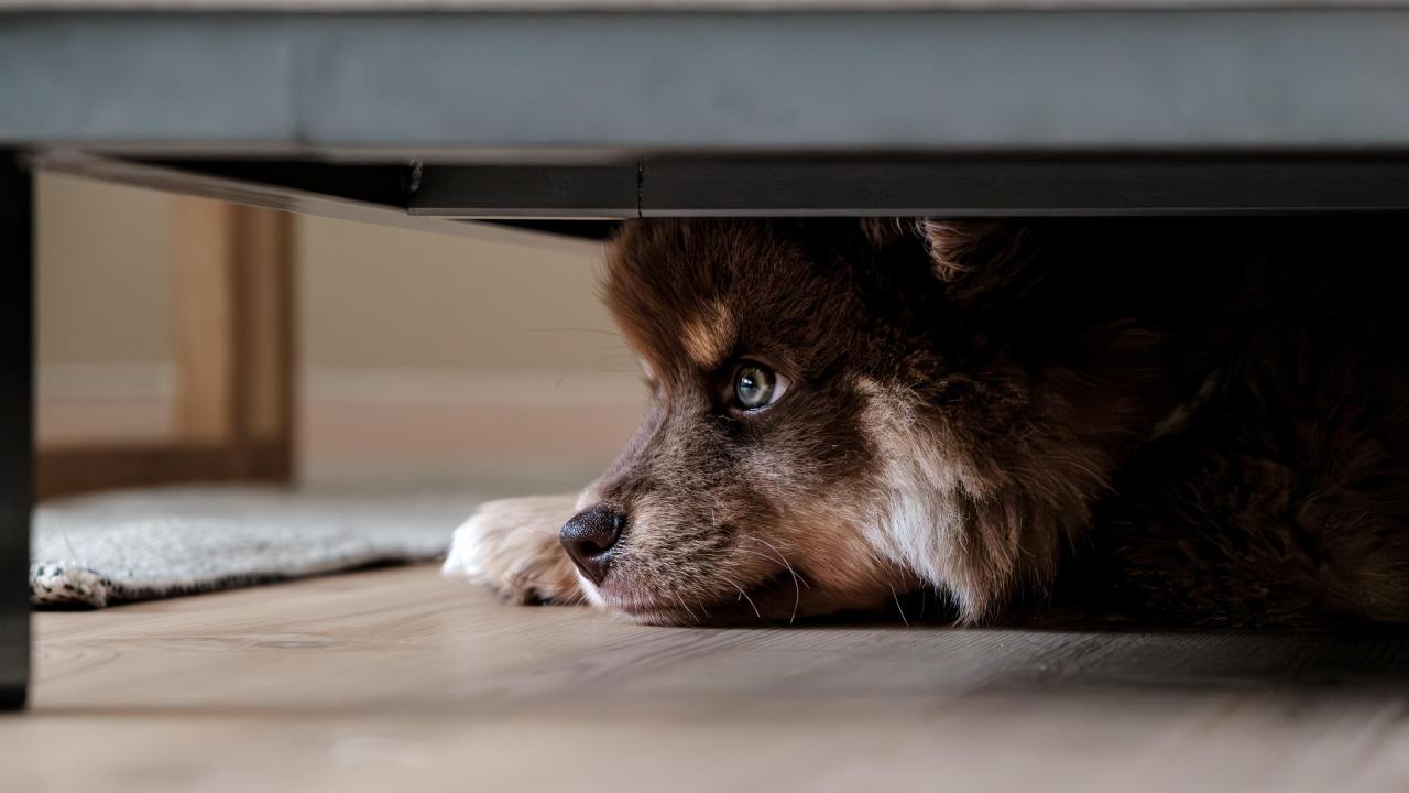 Fearful dog hiding under couch