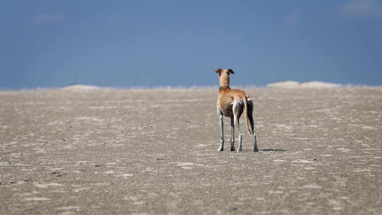 greyhound dog standing in arid landscape