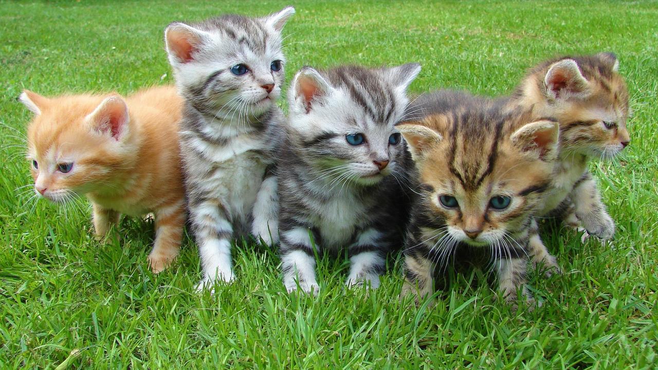 group of kittens on the grass