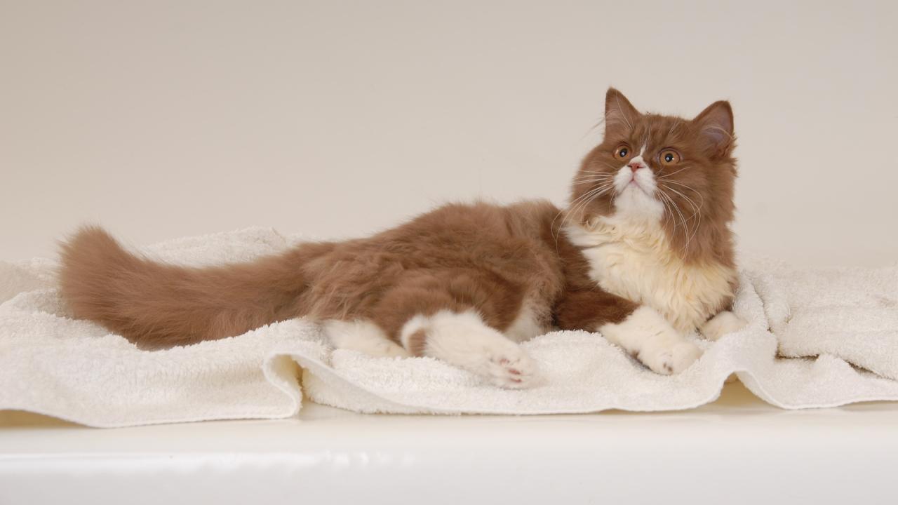 long haired cat lying on a towel