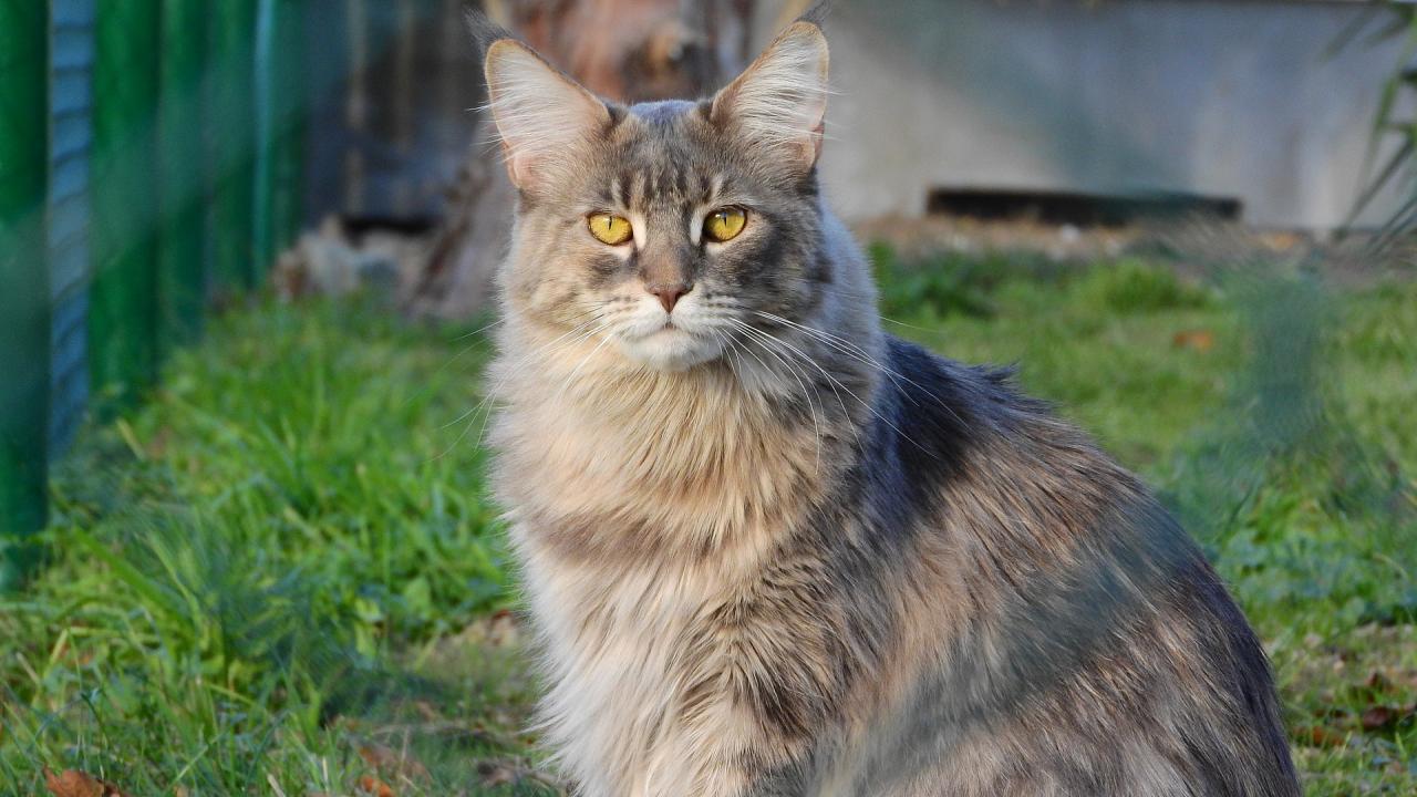 picture of Maine Coon cat