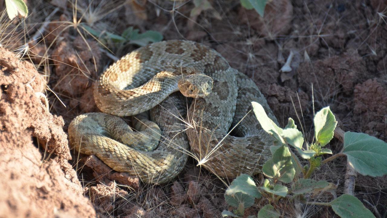 Rattlesnake curled up in leaf litter