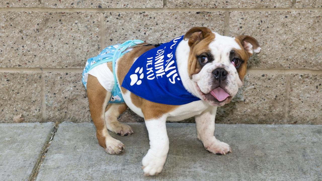 Picture of a young English bulldog affected with spina bifida