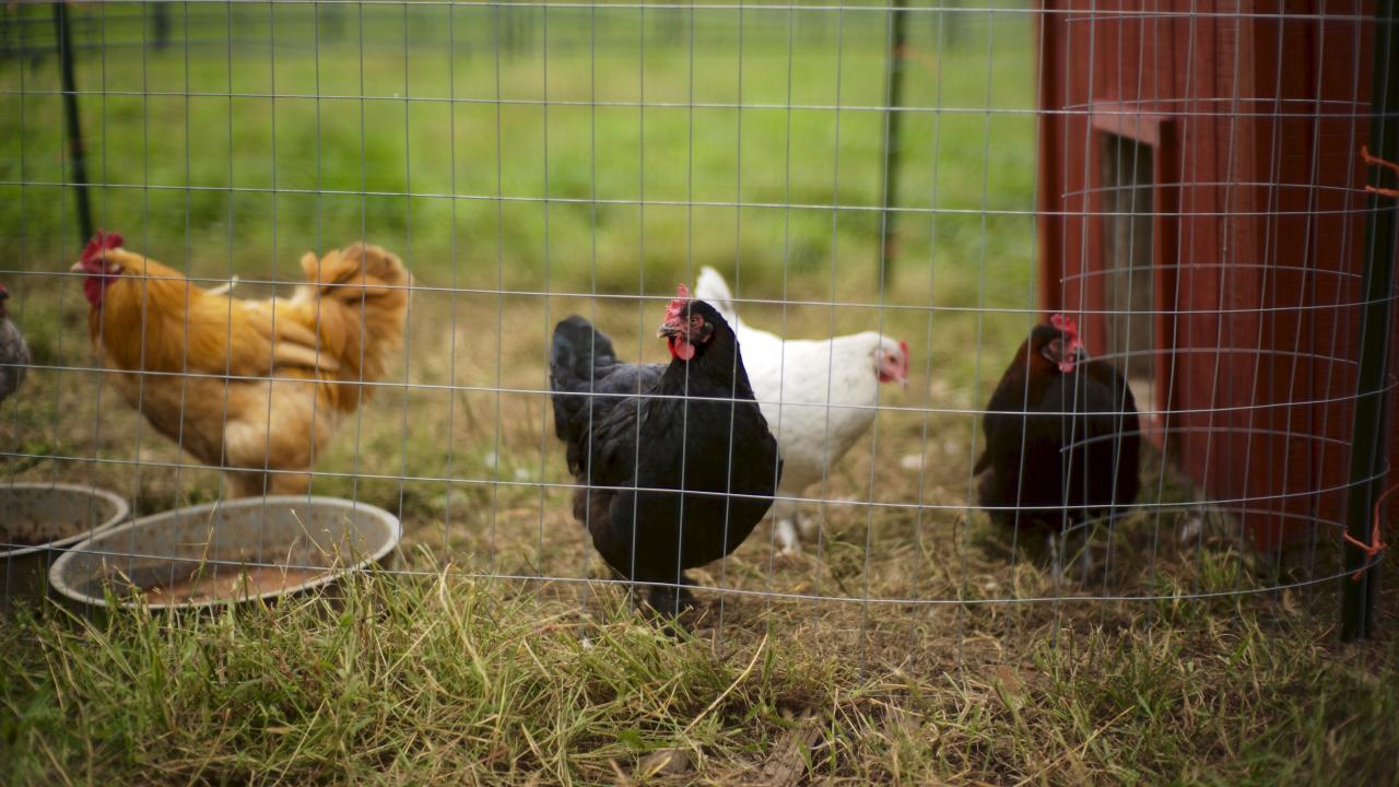 chickens outside coop