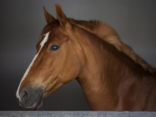 Horse Health