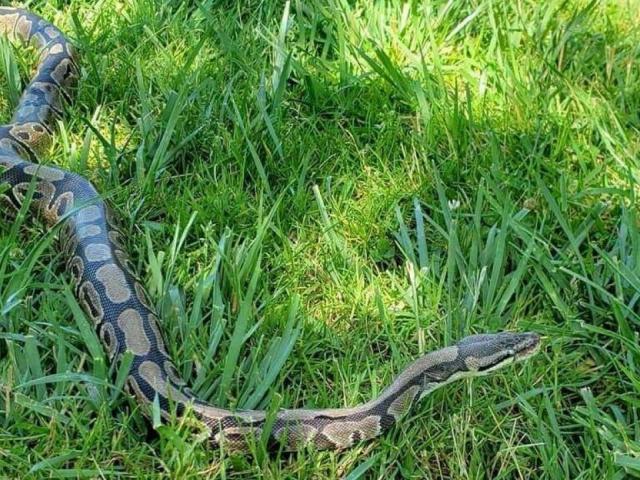 Monty the Python