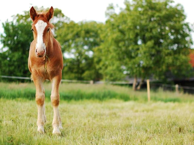 A young horse standing outside.