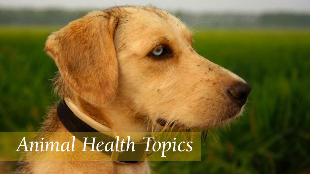 Animal Health Topics / School of Veterinary Medicine Animal Health Topics / School of Veterinary Medicine