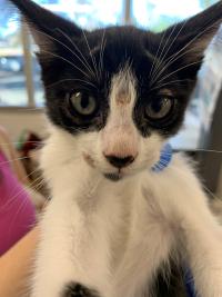 Kitten with ringworm lesion on face