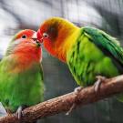 Healthy Shopping Guide for Birds