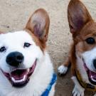 2 Smiling Dogs