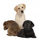 Yellow, chocolate and black Labrador Retriever puppies