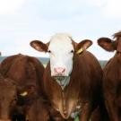 Closeup of two cattle standing in a herd