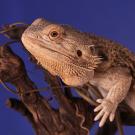Bearded Dragon Care