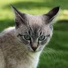 diabetes cat UC Davis veterinary